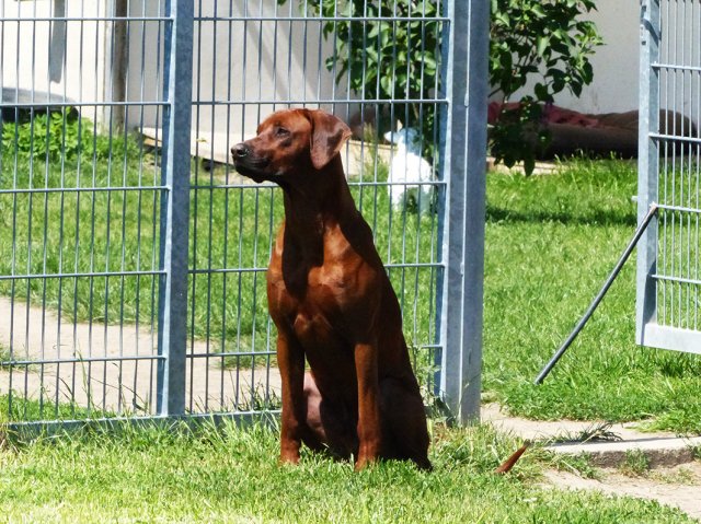 Milo